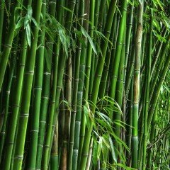 Tüplü Bambu (Bambusoideae) Fidanı (200-250 cm)