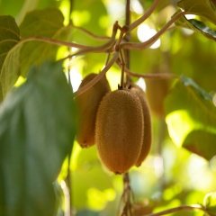 Tüplü Tüylü Hayward Kivi (Dişi) Fidanı