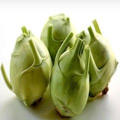 Şifa Kaynağı Yeşil Alabaş Kohlrabi Fidesi (5 adet)