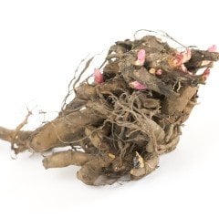 Mixed Color Peony Karışık Renkli Şakayık Çiçeği Yumrusu (3 Adet)