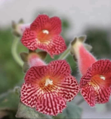 Olla Mm's 0119 Kohleria Japon Küpelisi Çiçeği Fidesi (Mini Potta)
