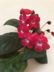 Ni's Kiira Kohleria Japon Küpelisi Çiçeği Fidesi (Mini Potta)