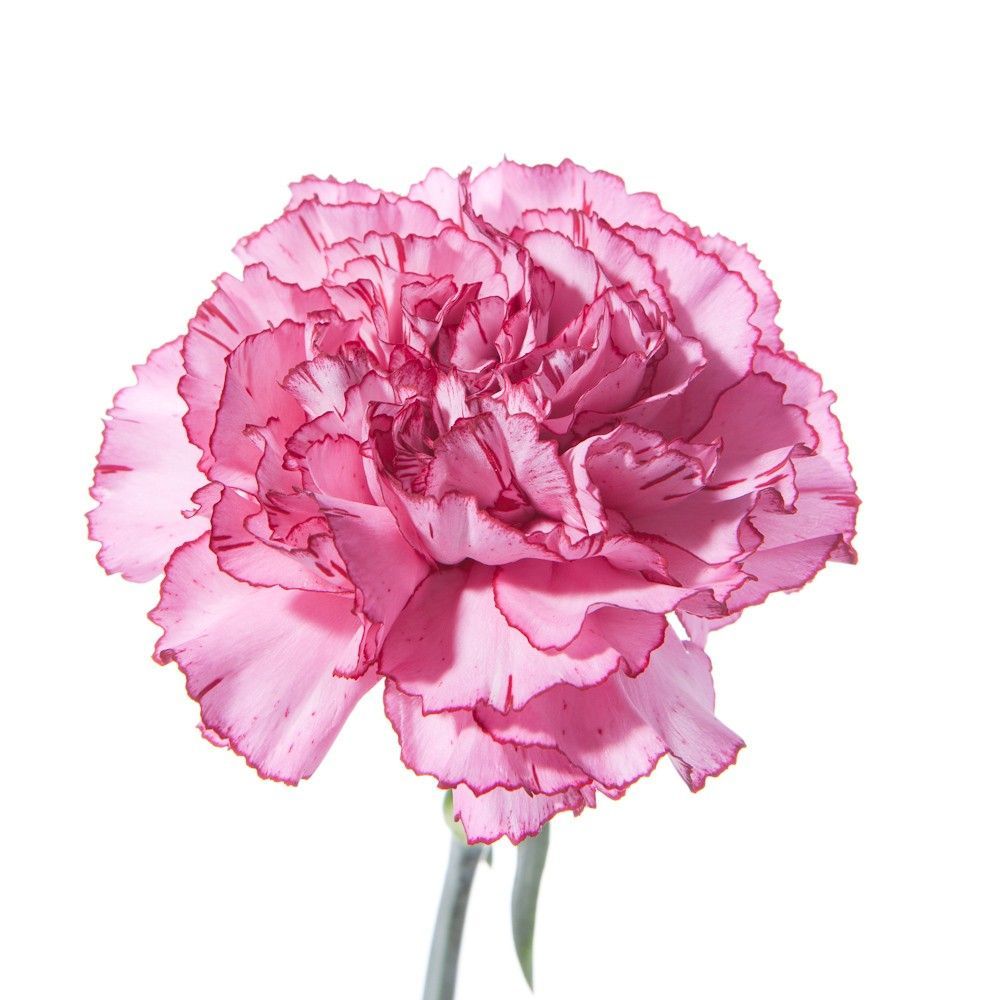 Kokulu Katmerli Pembe Violet Karanfil Çiçeği Fidesi (3 adet)