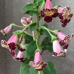 Vanilla Kohleria Japon Küpelisi Çiçeği Fidesi (Mini Potta)
