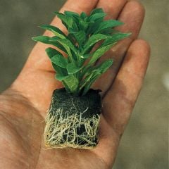 Karışık Mixed Mandevilla Çiçeği Fidesi (5 adet)