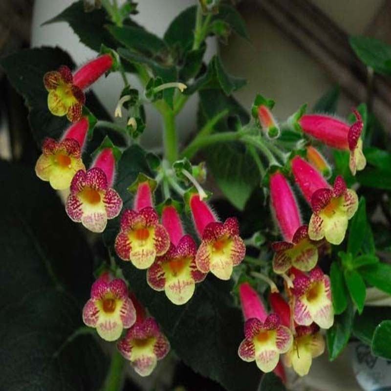 An's Nagging Macaws Kohleria Japon Küpelisi Çiçeği Fidesi (Mini Potta)