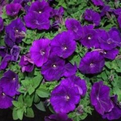 Colbalt Blue Piccola Petunya Fidesi (3 Adet)