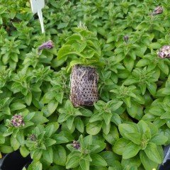 Dark Red Petunya Fidesi (2 Adet)