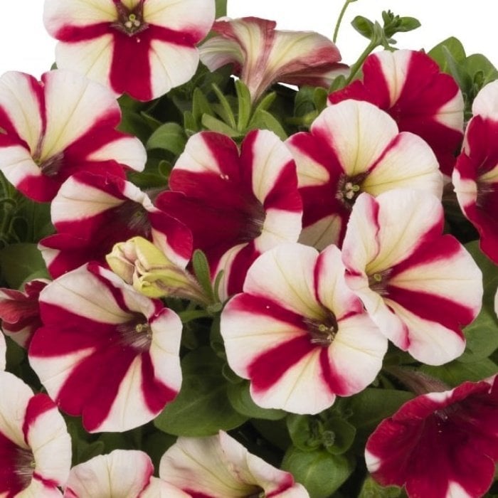 Strawberry Double Color Pepy Petunya Fidesi (2 Adet)