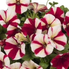 Strawberry Double Color Pepy Petunya Fidesi (2 Adet)