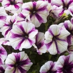 Purple Double Color Pepy Petunya Fidesi (2 Adet)