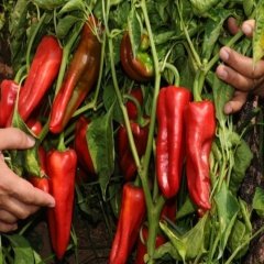 Doğal Adana Karaisalı Biber Fidesi(5 Adet)