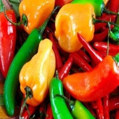 Zıkkım Serisi Çok Acı Mix Biber Fidesi (10 Adet)