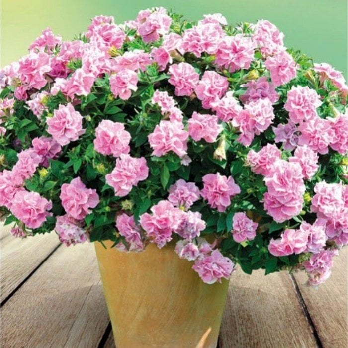 Dev Çiçekli Petunya Çiçeği Fidesi Origami Pink (2 Adet)