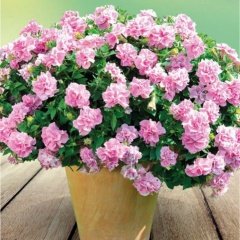 Dev Çiçekli Petunya Çiçeği Fidesi Origami Pink (2 Adet)