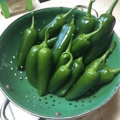 Meksika Extreme Acı Jalapone Biber Fidesi (5 Adet)