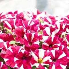 Cerise Star Surprise Serisi Petunya Çiçeği Fidesi (3 Adet)