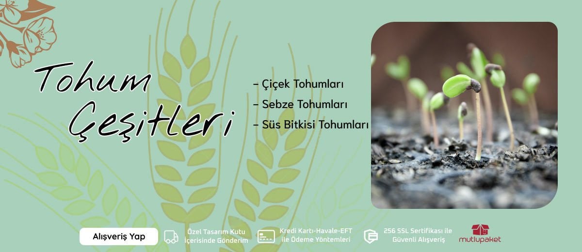 Tohum Çeşitleri